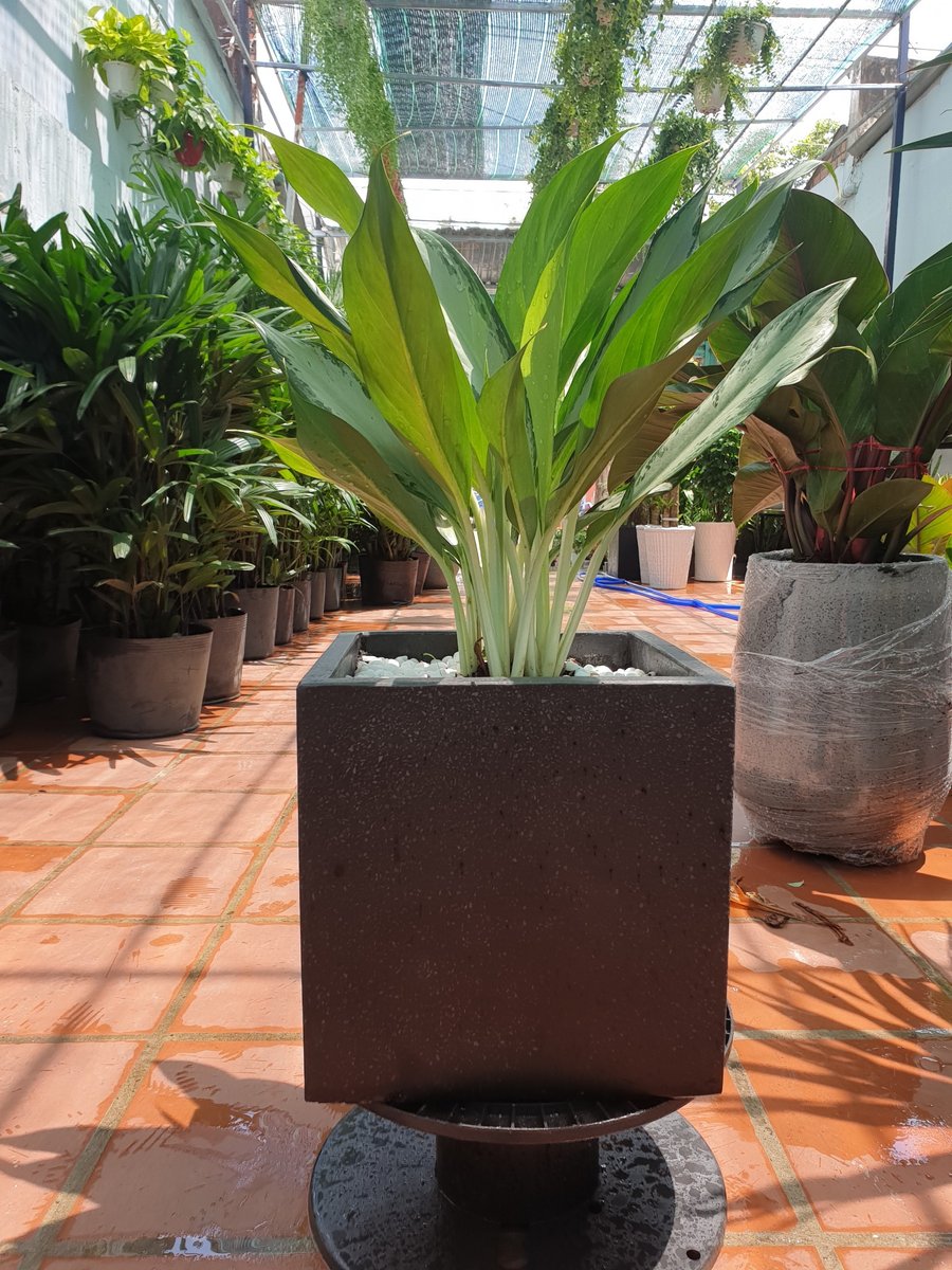 Chậu vuông 30