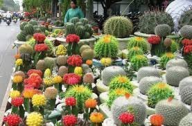 CÂY SƯƠNG RỒNG 2