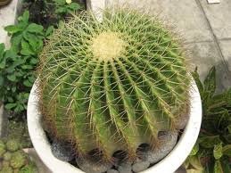 CÂY SƯƠNG RỒNG 3