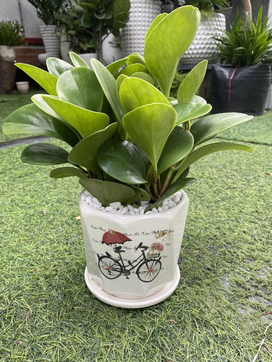 Cây Trường Sinh 3