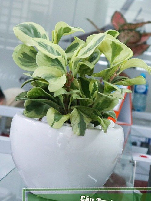 Cây Trường Sinh Cẩm Thạch 2