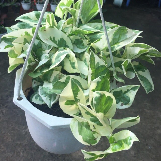 Trầu Bà Cẩm Thạch