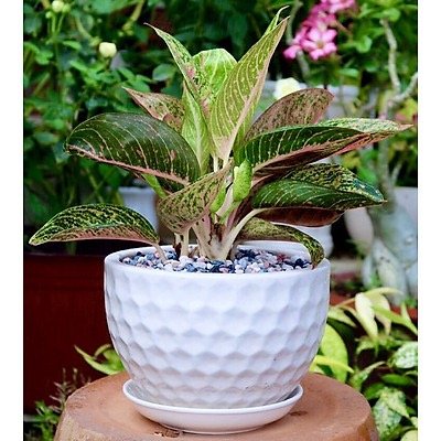 Cây Thịnh Vượng Để Bàn 2