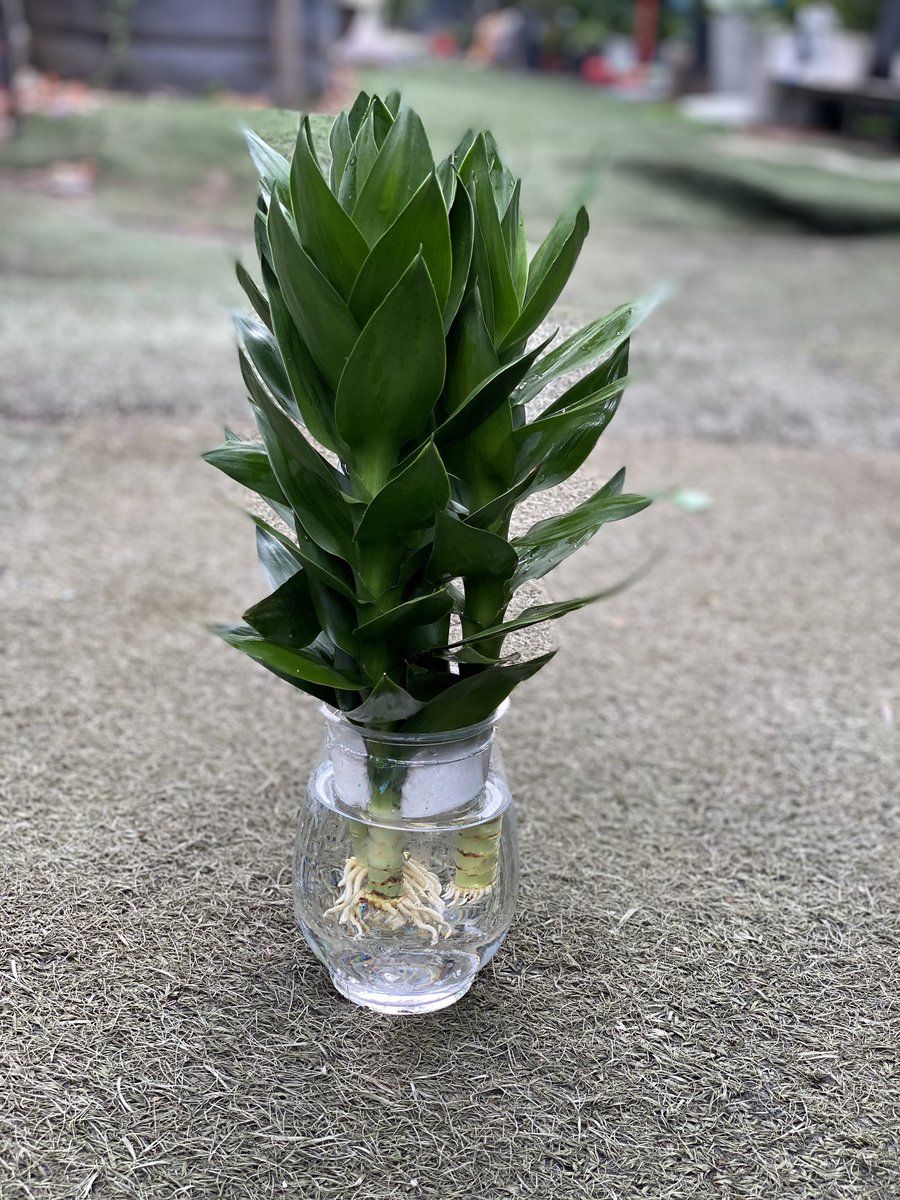 Cây Phát Tài Phát Lôc Búp