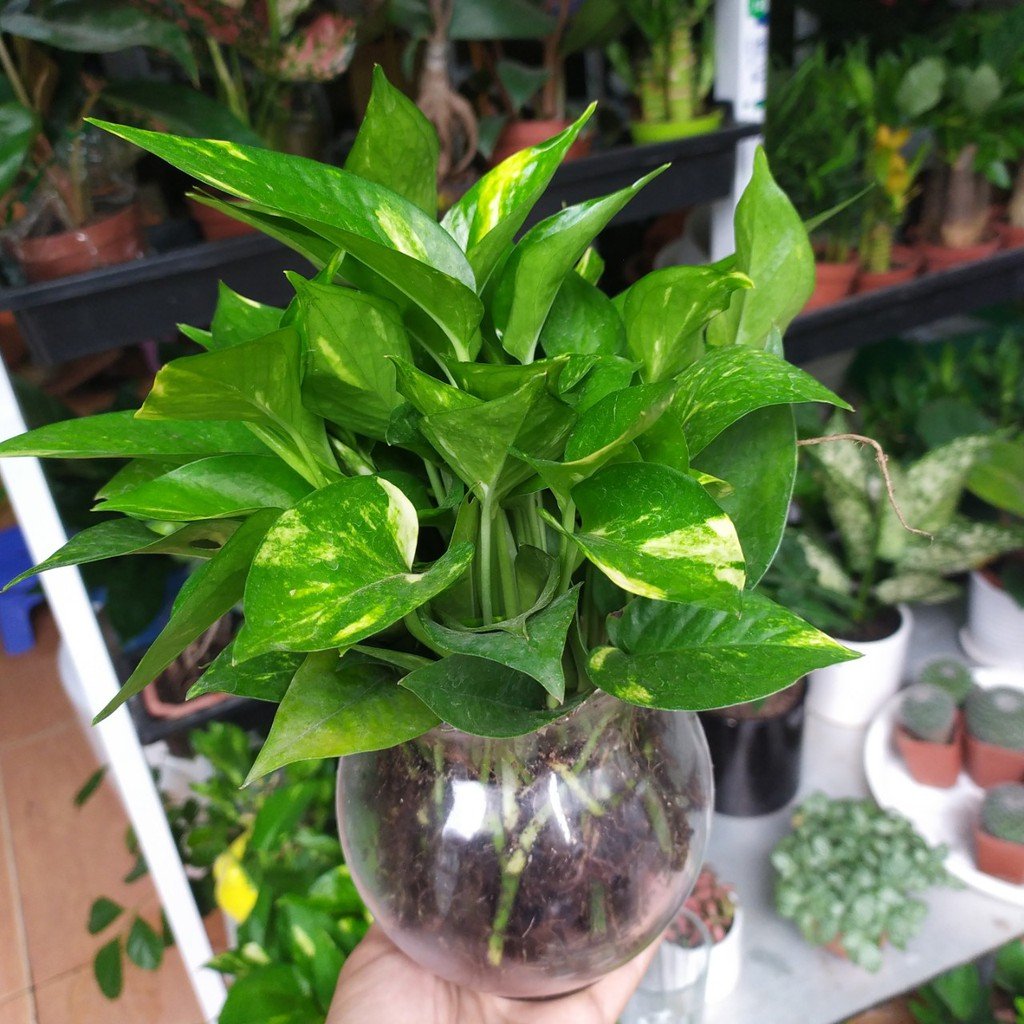 Cây Trầu Bà Thủy Sinh