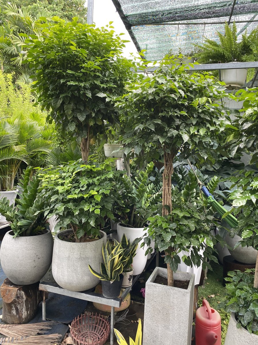 Cây Hạnh Phúc 2 Tầng 3