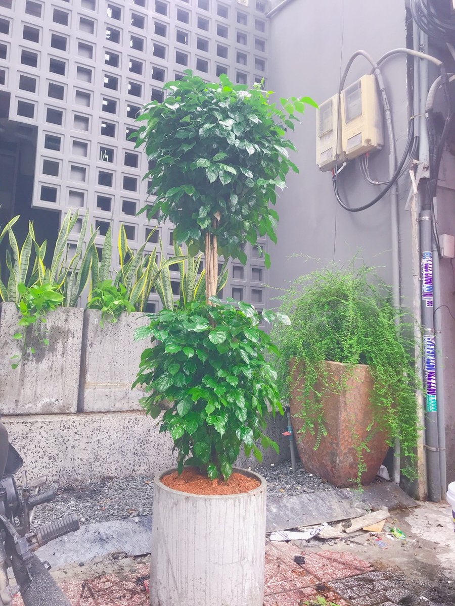Cây Hạnh Phúc 2 Tầng