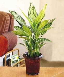 CÂY NGÂN HẬU ĐỂ BÀN 2