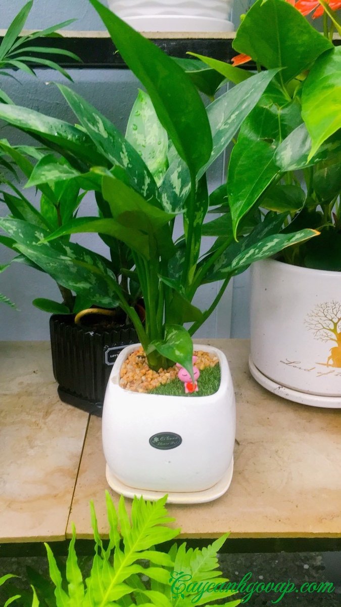 CÂY NGÂN HẬU ĐỂ BÀN