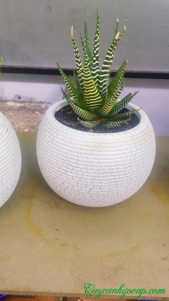 CÂY SEN ĐÁ MÓNG RỒNG 3