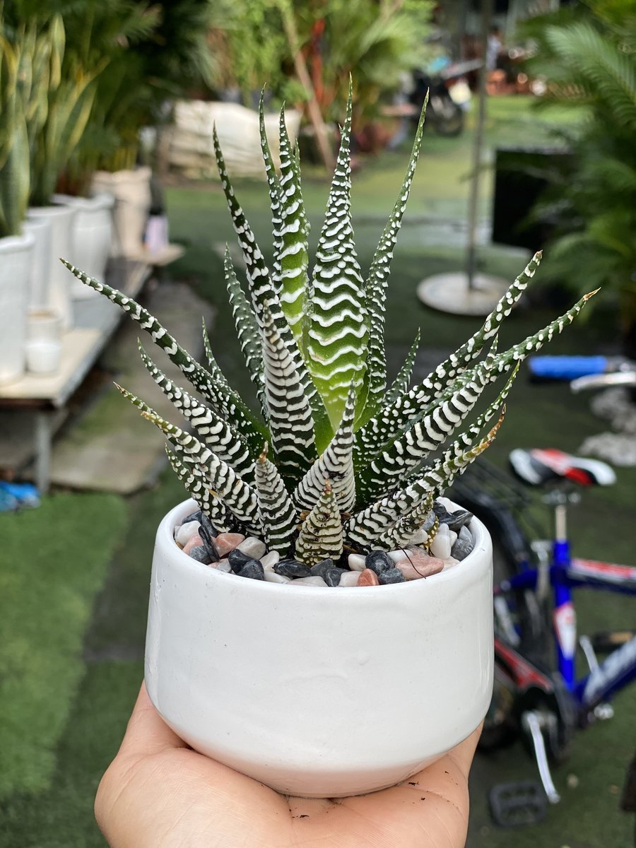 CÂY SEN ĐÁ MÓNG RỒNG 2