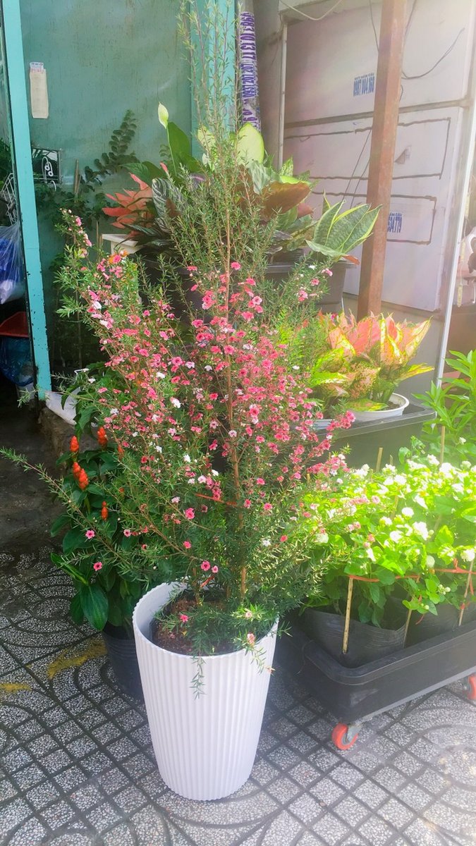 CÂY NHẤT CHI MAI 2