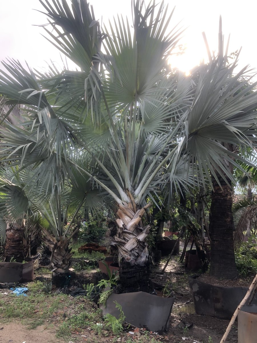 CÂY KÈ BẠC 2
