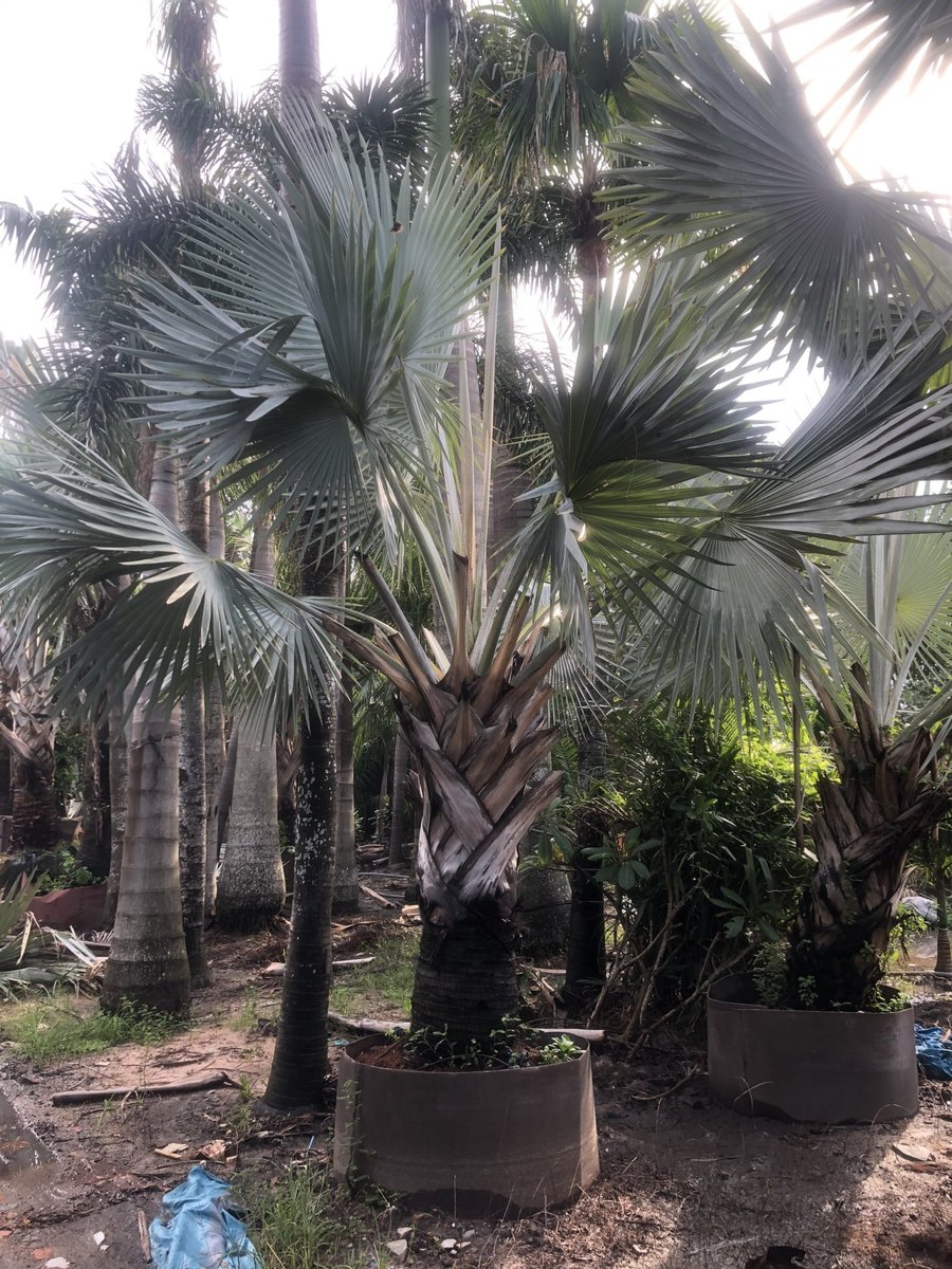 CÂY KÈ BẠC