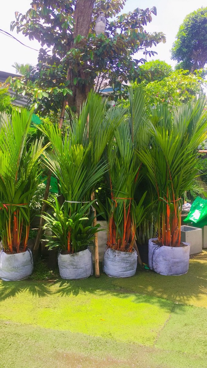 CÂY CAU ĐỎ 3
