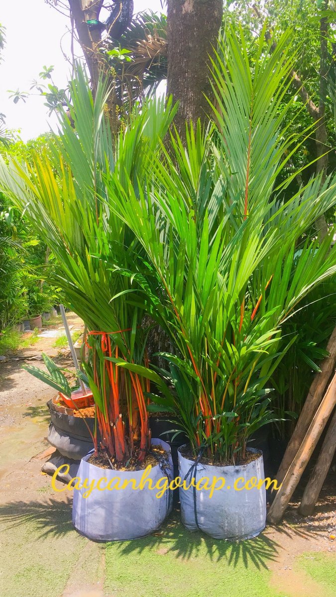 CÂY CAU ĐỎ 2