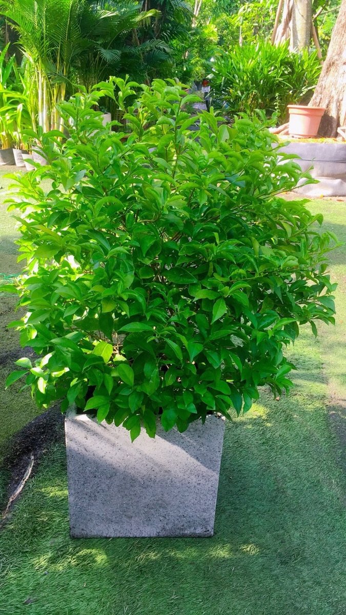 CÂY LÀI NHẬT