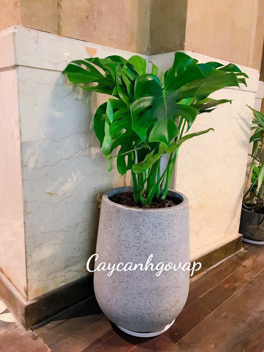 CÂY TRẦU BÀ LÁ XẺ