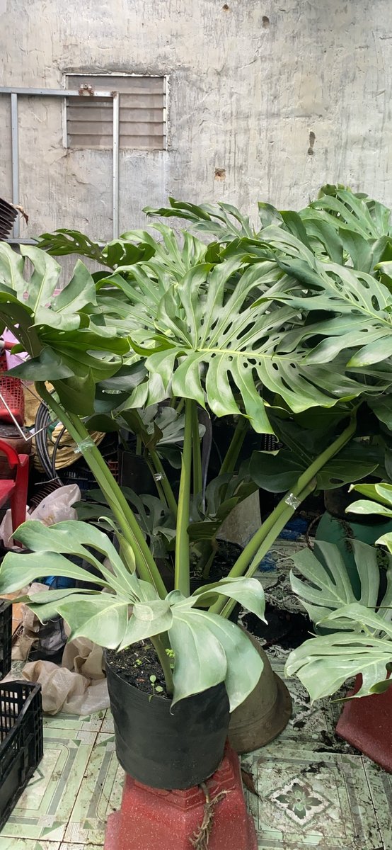 CÂY TRẦU BÀ LÁ XẺ 3