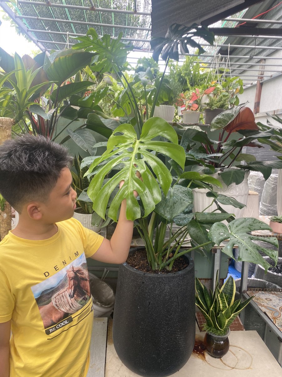 CÂY TRẦU BÀ LÁ XẺ 2