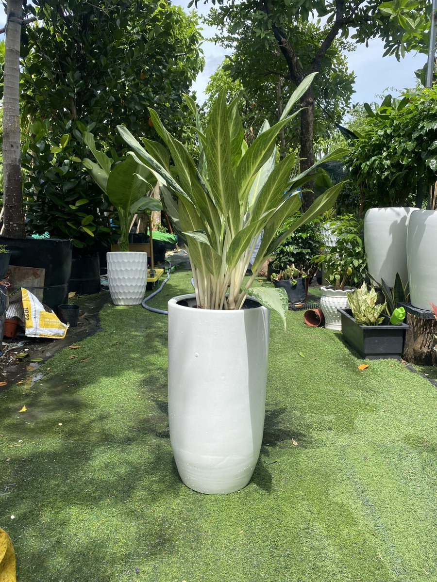 Cây Giữ Tiền