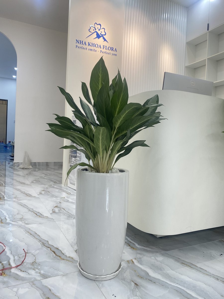 Cây Giữ Tiền 3