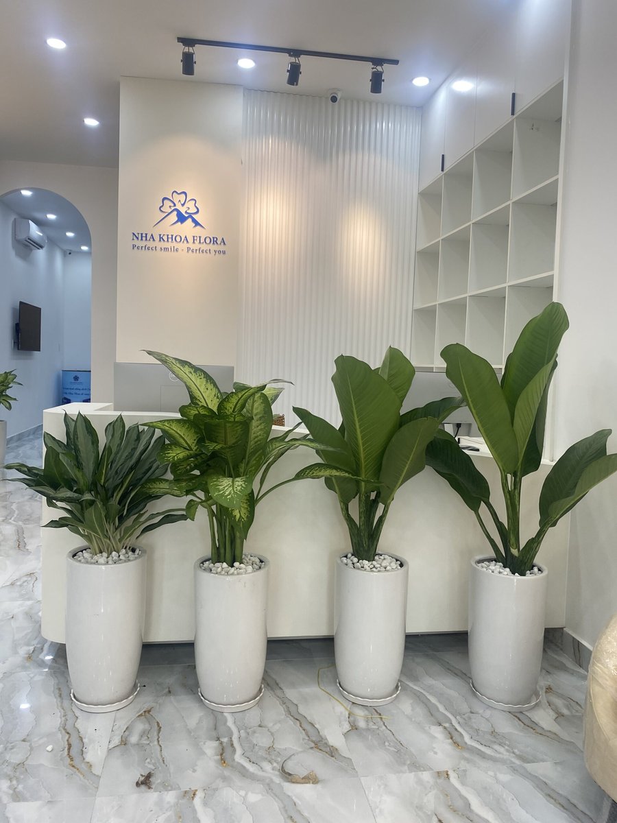 Cây Giữ Tiền 2