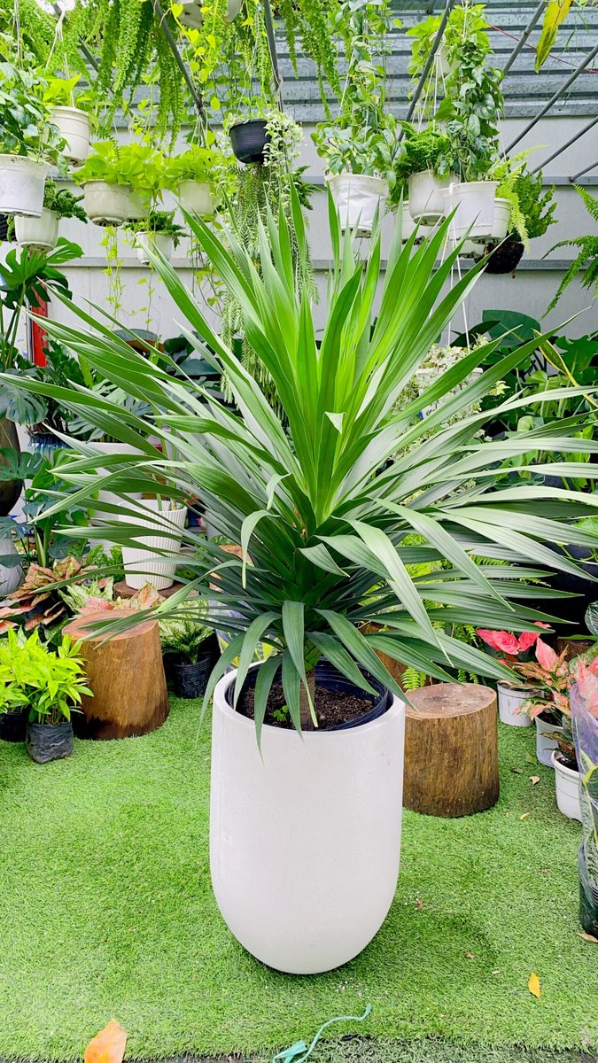 Cây Phát Tài Núi 1 Ngọn