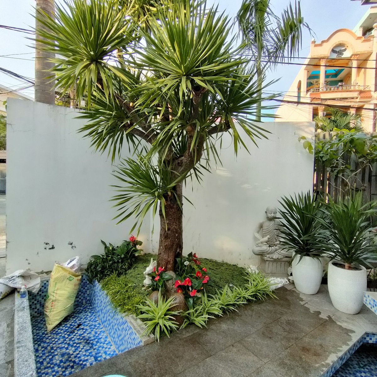 Cây Phát Tài Núi Cổ Thụ 2