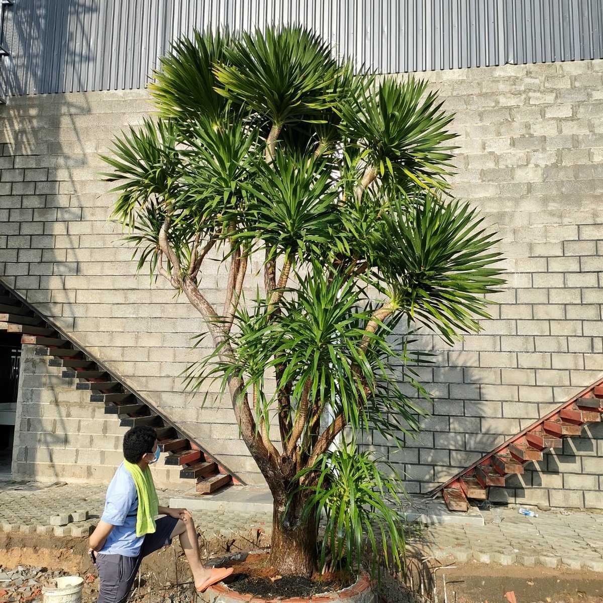 Cây Phát Tài Núi Cổ Thụ