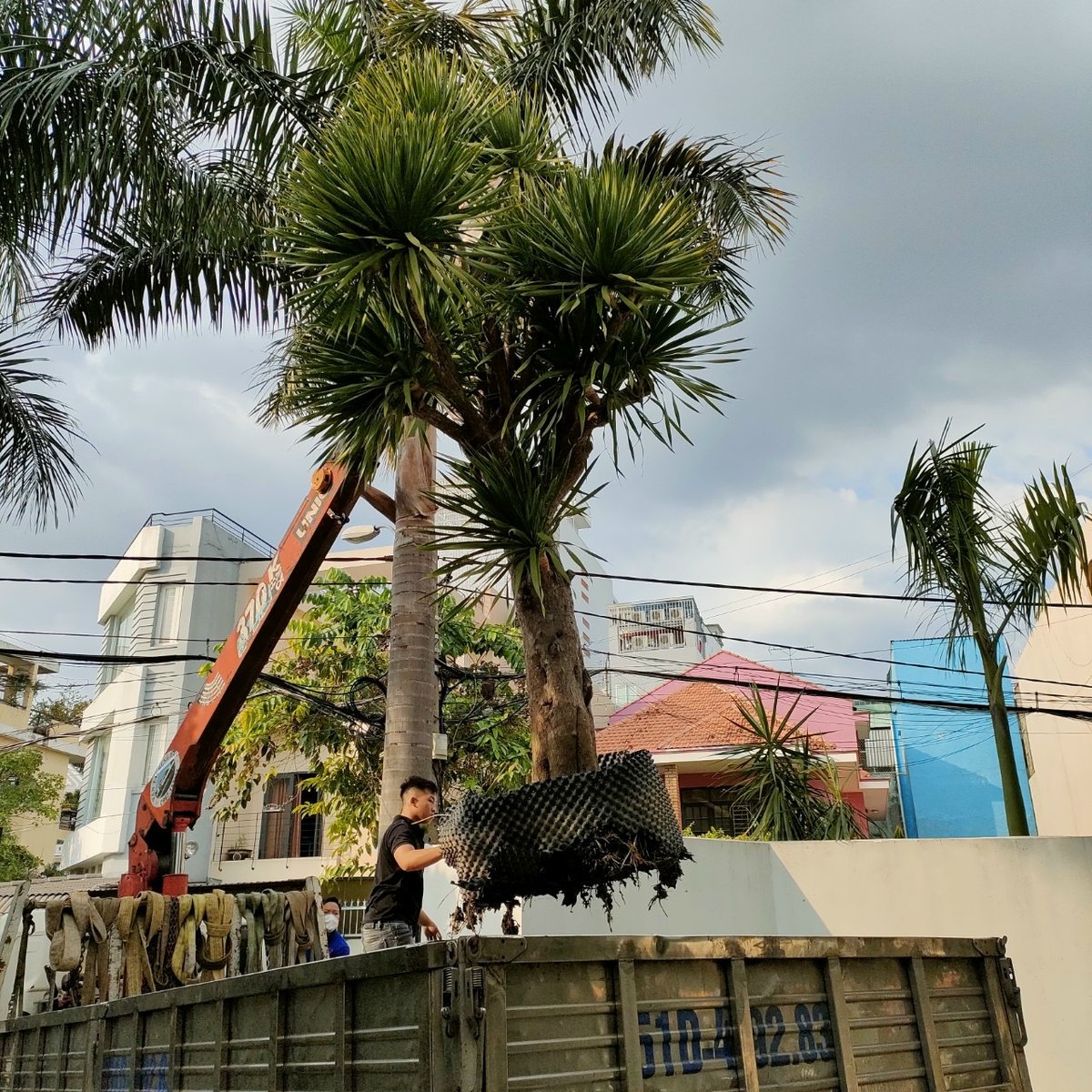 Cây Phát Tài Núi Cổ Thụ 3