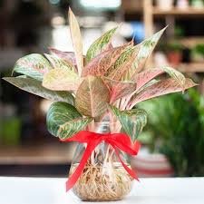 Cây Thịnh Vượng Thủy Sinh 3