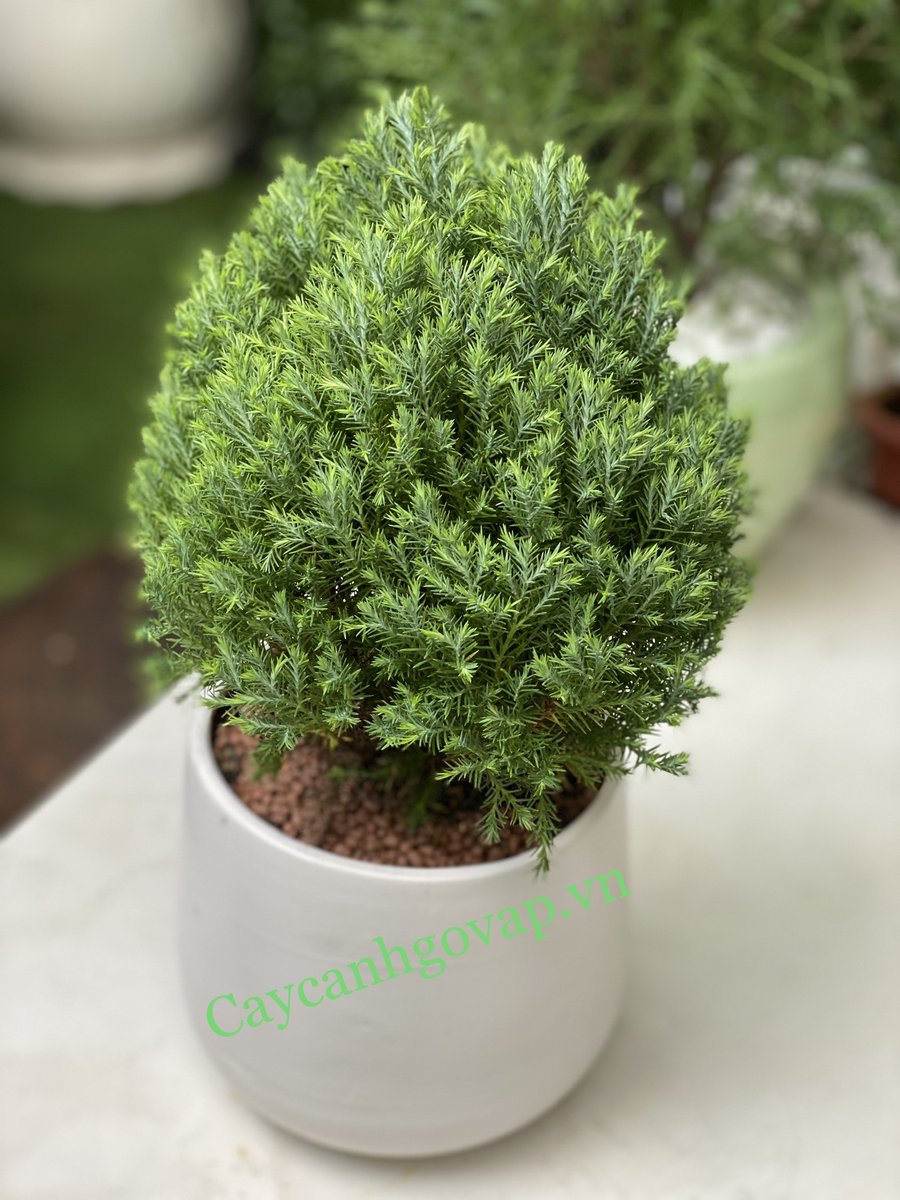 Cây Tùng Bồng Lai