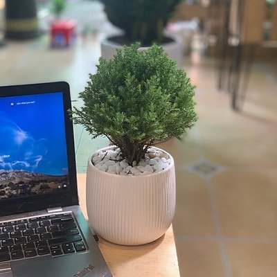 Cây Tùng Bồng Lai 3