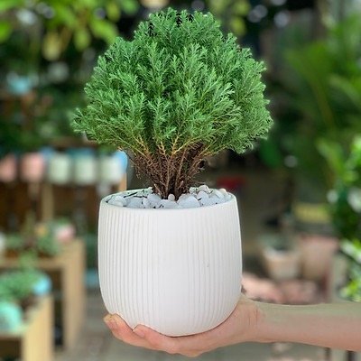Cây Tùng Bồng Lai 2
