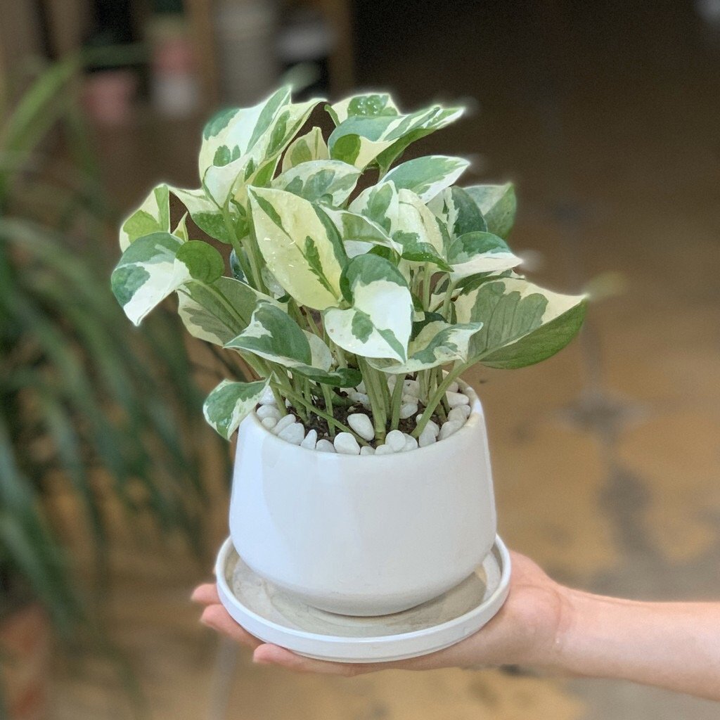 Trầu Bà Cẩm Thạch