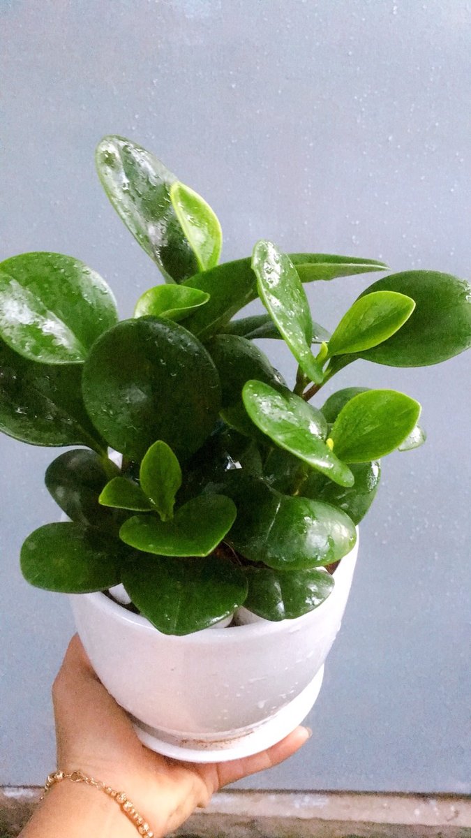 Cây trường sinh 2