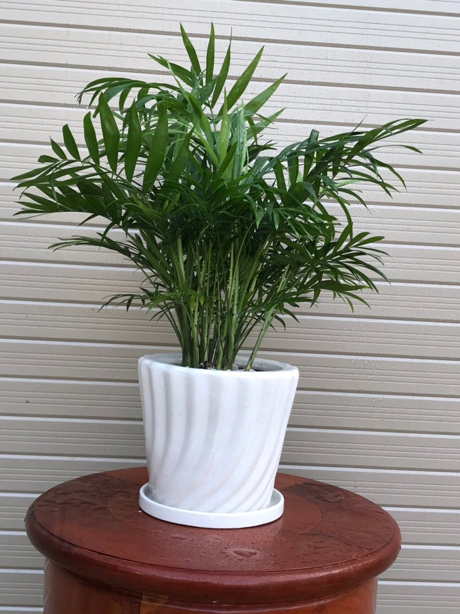 Cây cau tiểu trâm 2