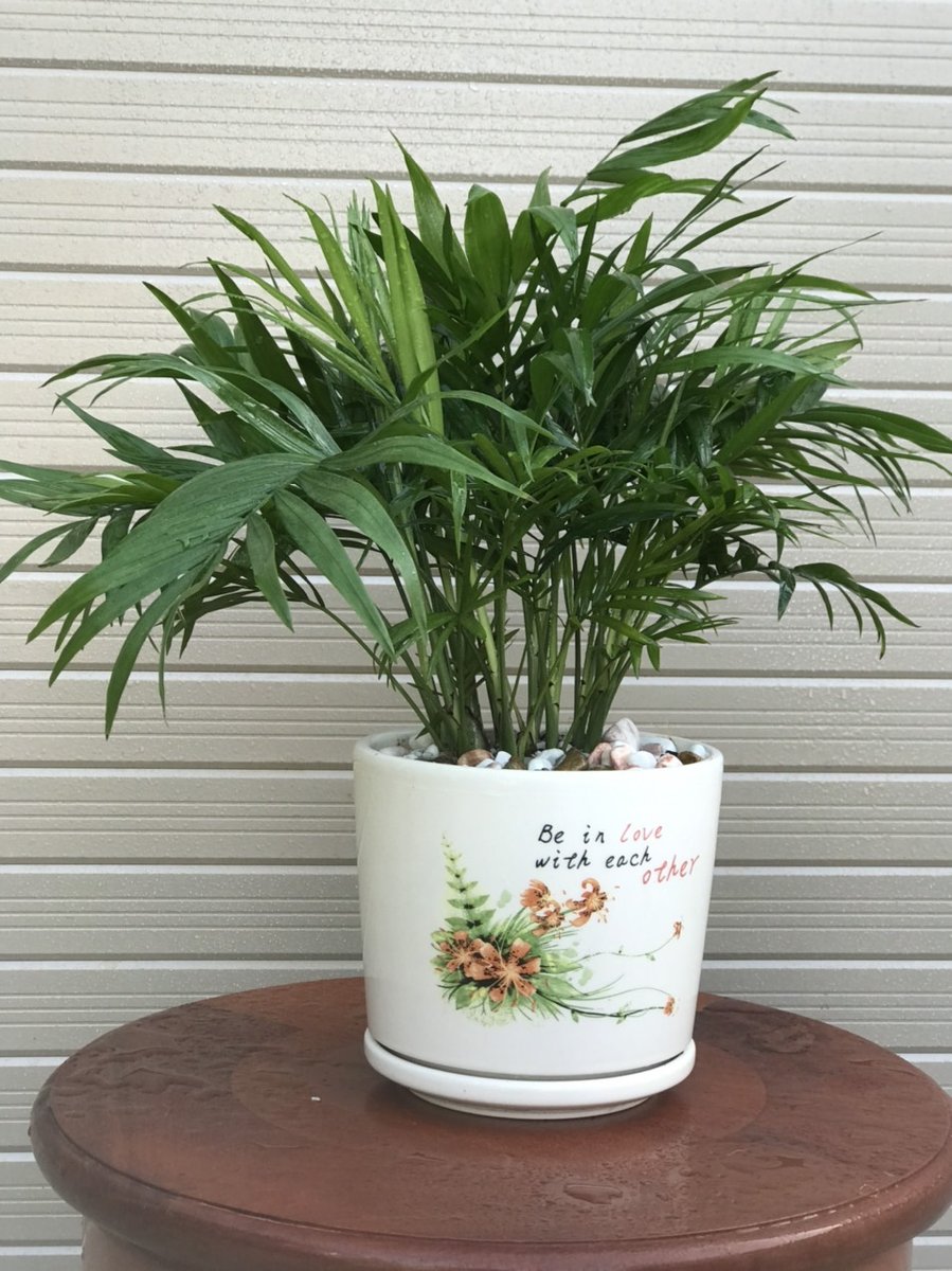 Cây cau tiểu trâm