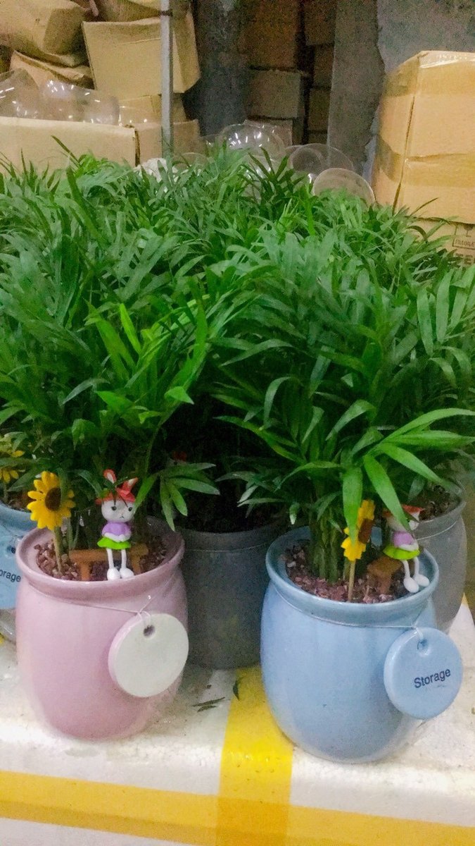 Cây cau tiểu trâm 3