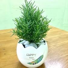 Cây hương thảo 3