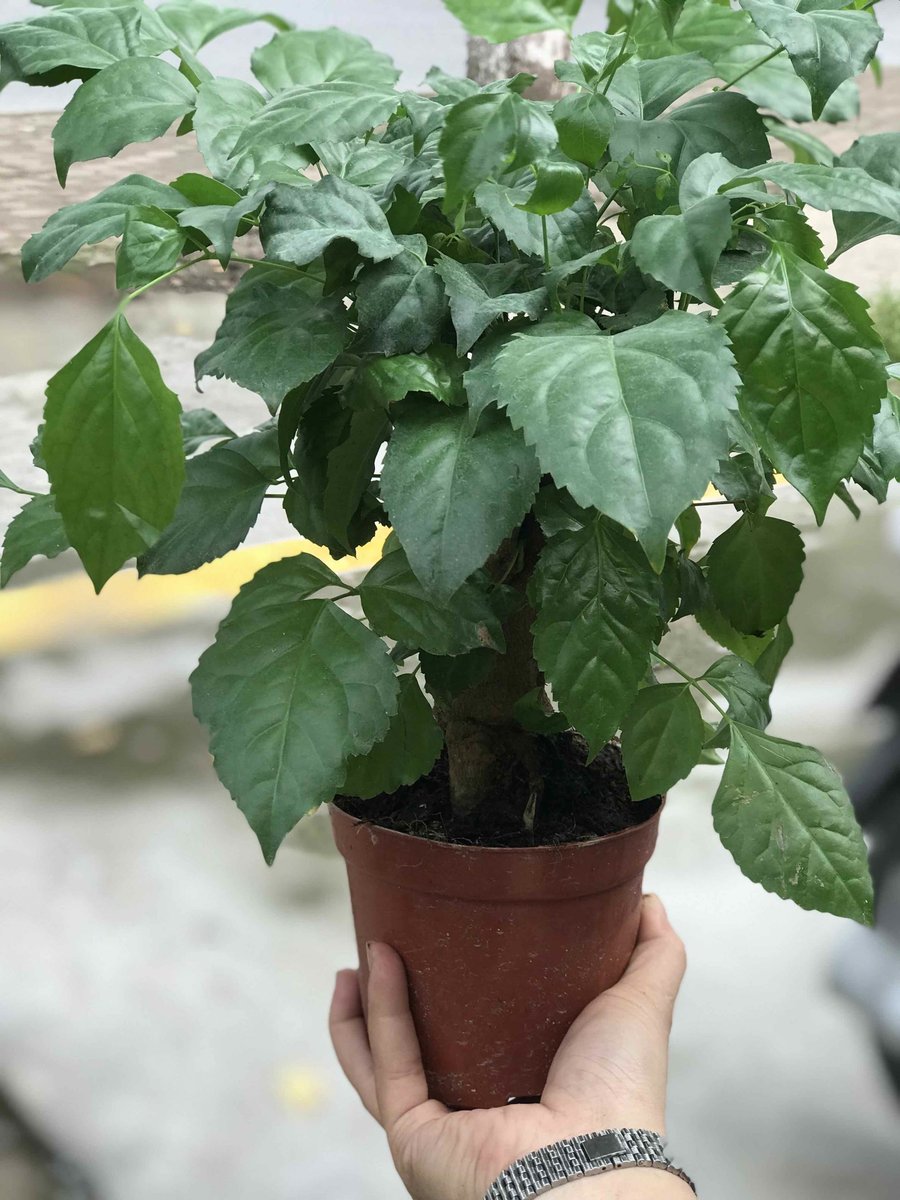 Cây hạnh phúc để bàn 3