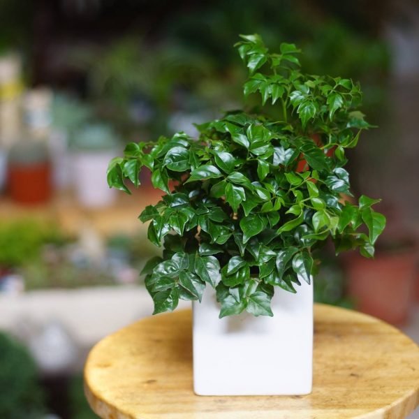 Cây hạnh phúc để bàn