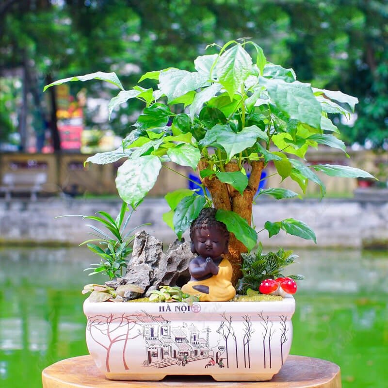 Cây hạnh phúc để bàn 2