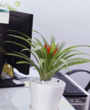 Cây dứa cảnh nến 2