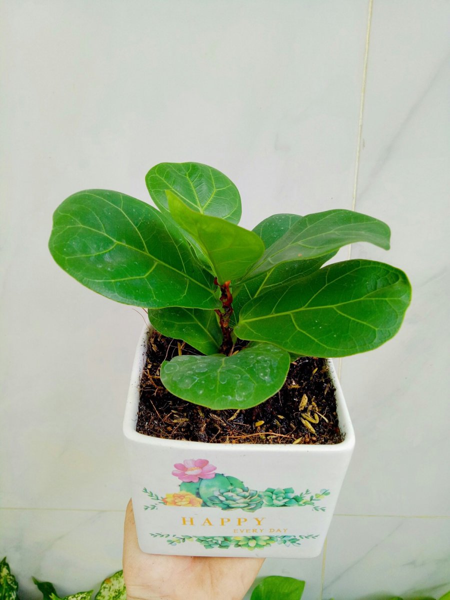 Cây bàng Singapore để bàn 3