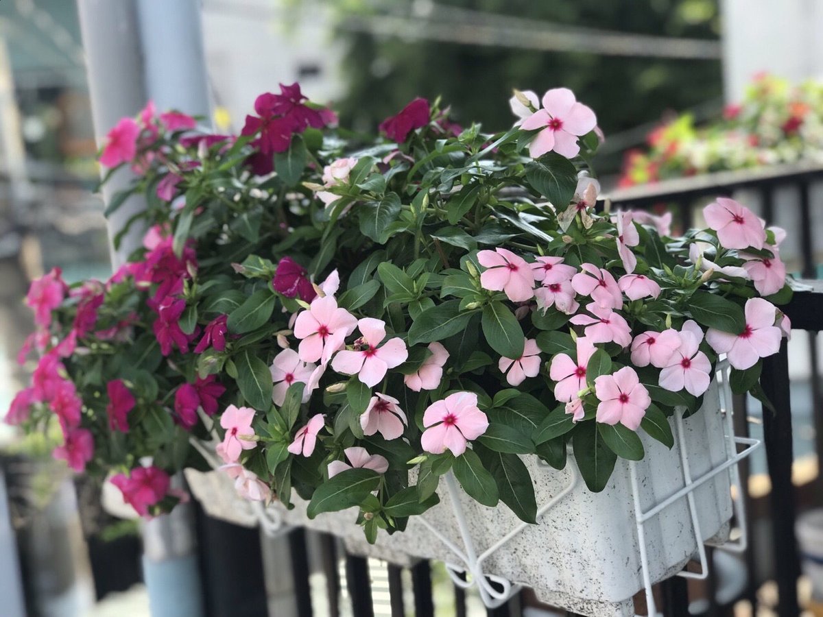 CÂY HOA DỪA CẠN 2