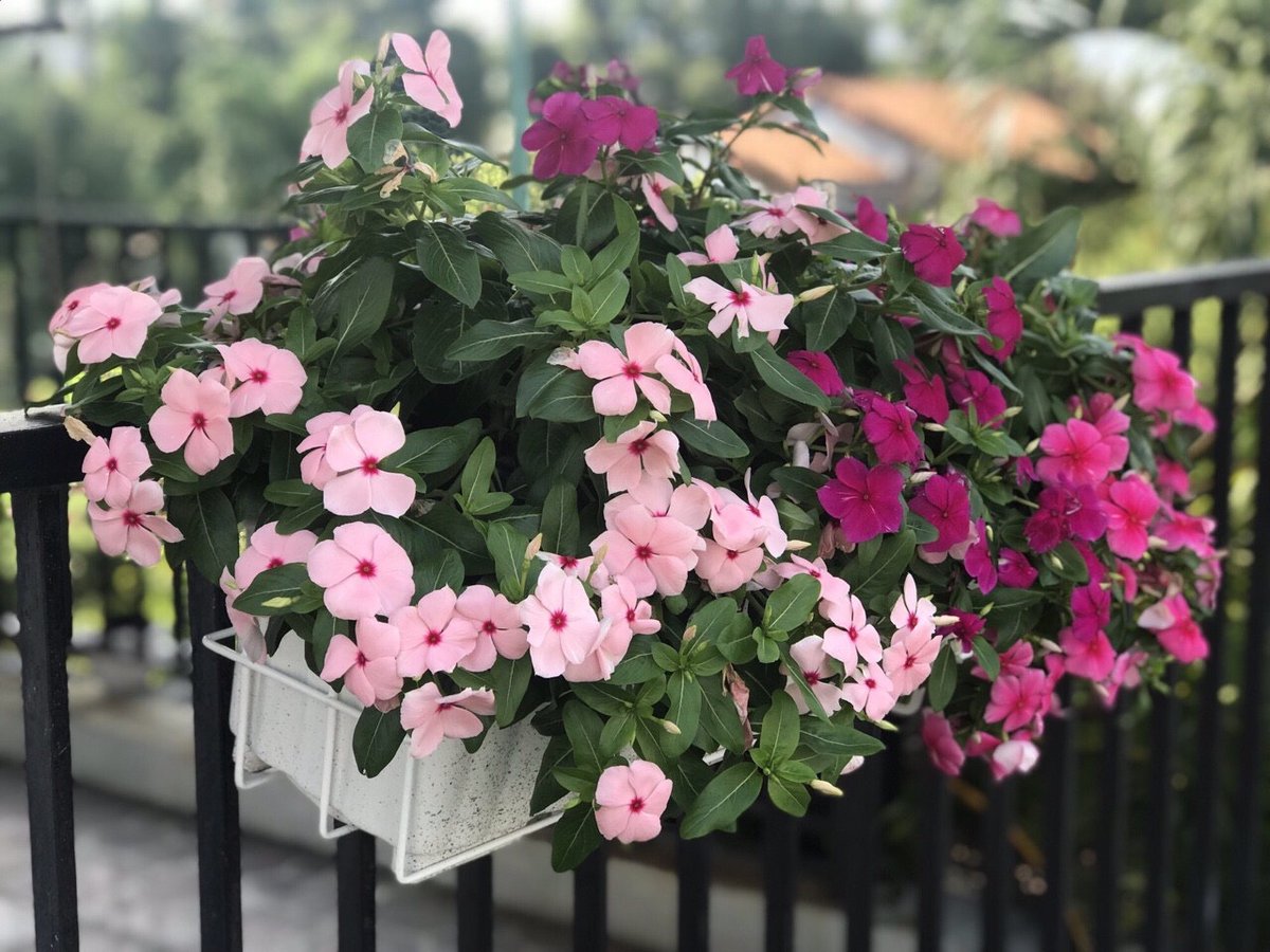 CÂY HOA DỪA CẠN 3