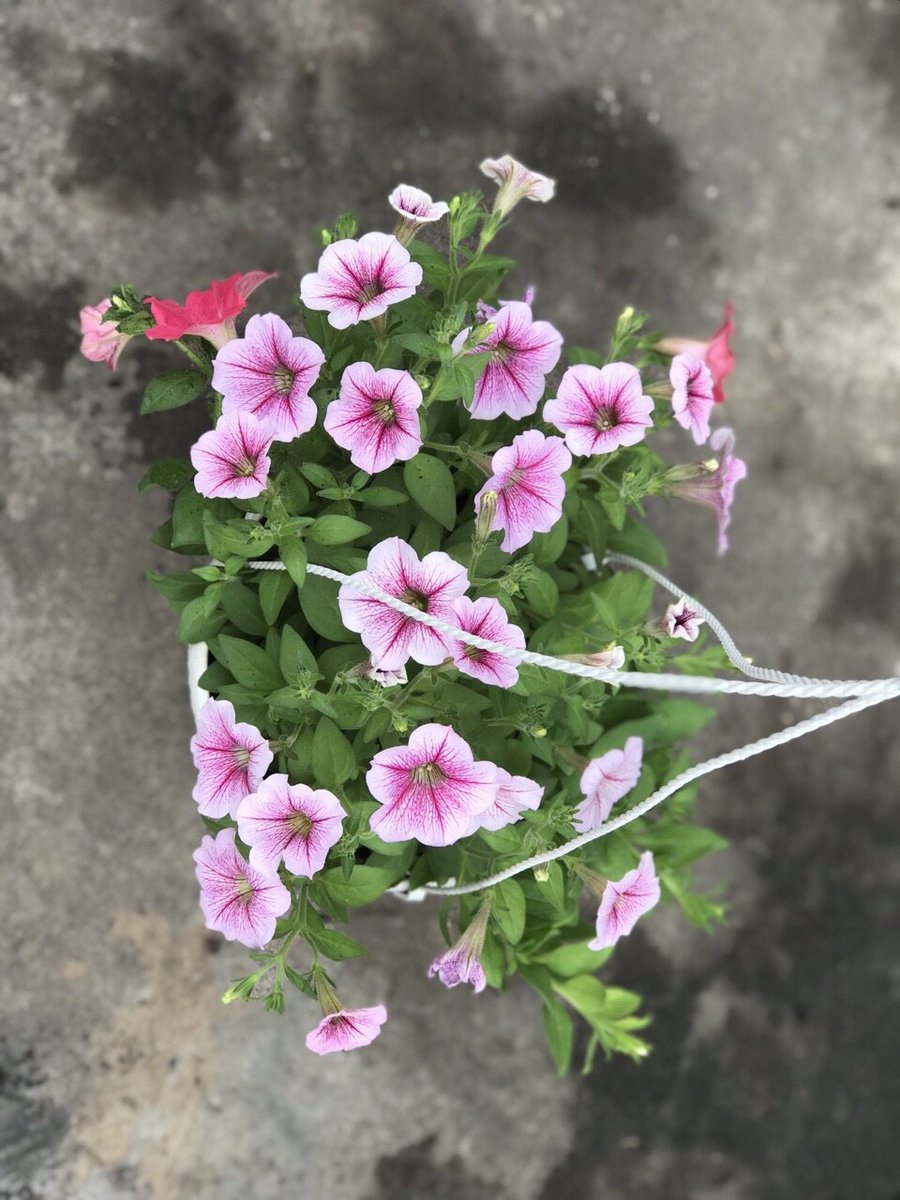 DẠ YẾN THẢO 2