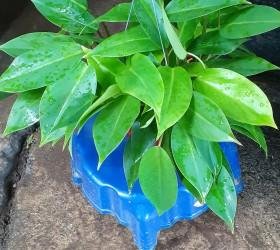 TRẦU BÀ TỈ PHÚ 3